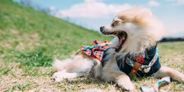 CakePHP3でデフォルトのソート条件を設定してユーザの選択肢たソート条件を有効にする方法